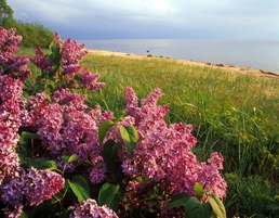 Lilac and Beach - Latvia Tourism
